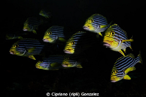 Fish faces by Cipriano (ripli) Gonzalez 
